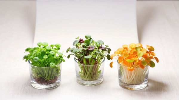 Guide d'achat : Les meilleures variétés de micropousses pour des saveurs inoubliables